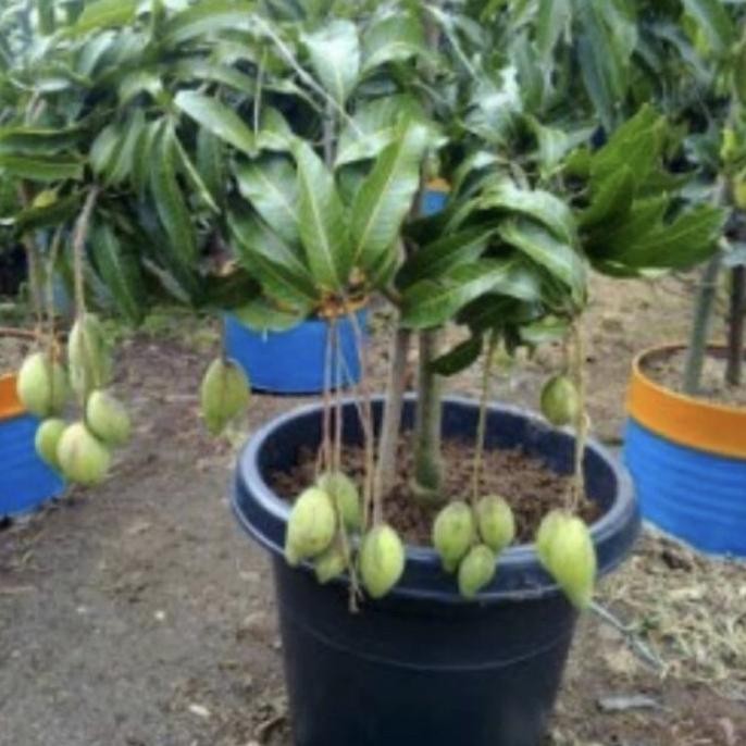 PREMIUM Tanaman buah mangga sudah berbuah