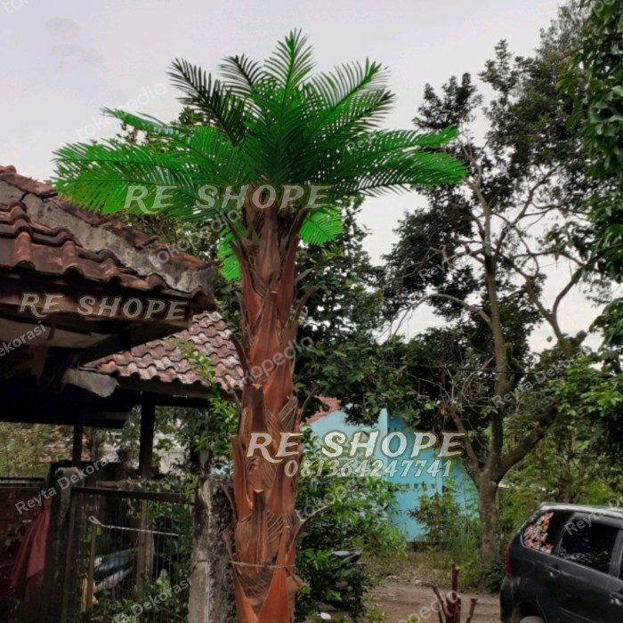 

palm phoenix palem Tinggi 3mtr /pohon palem sikas hias / pohon kurma