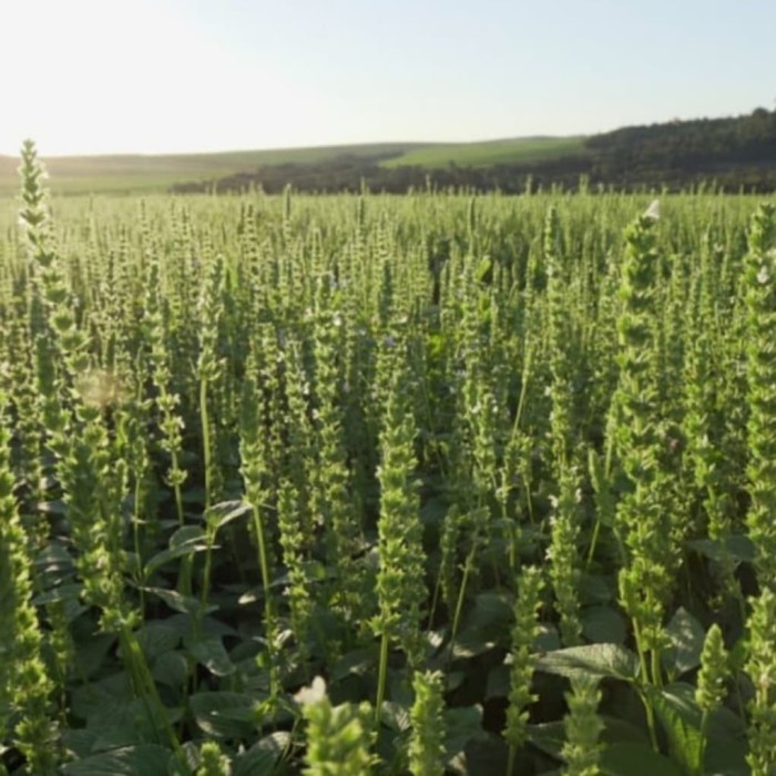 

ORGANIK CHIA SEED PREMIUM