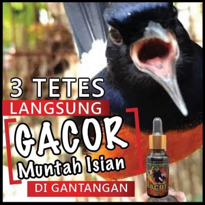 Bacot Fighter 30 Ml Vit Penggacor Burung Murai Anis Wambi Cucak Ijo Dl
