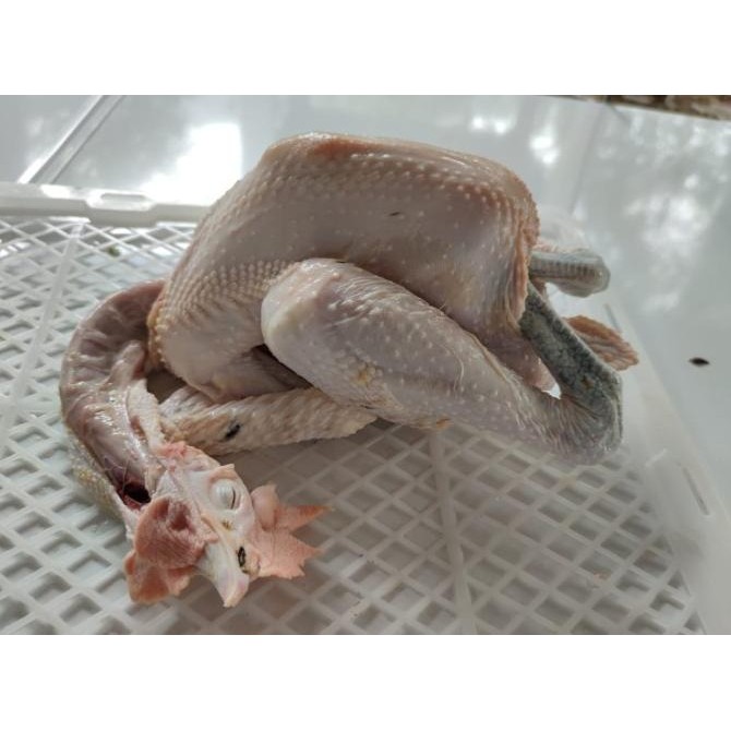 

READY AYAM KAMPUNG JUMBO FRESH