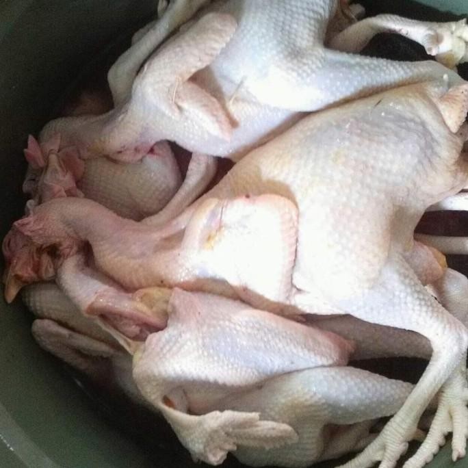 READY AYAM MERAH PETELUR BERAT HIDUP 1,5-1,7 KG