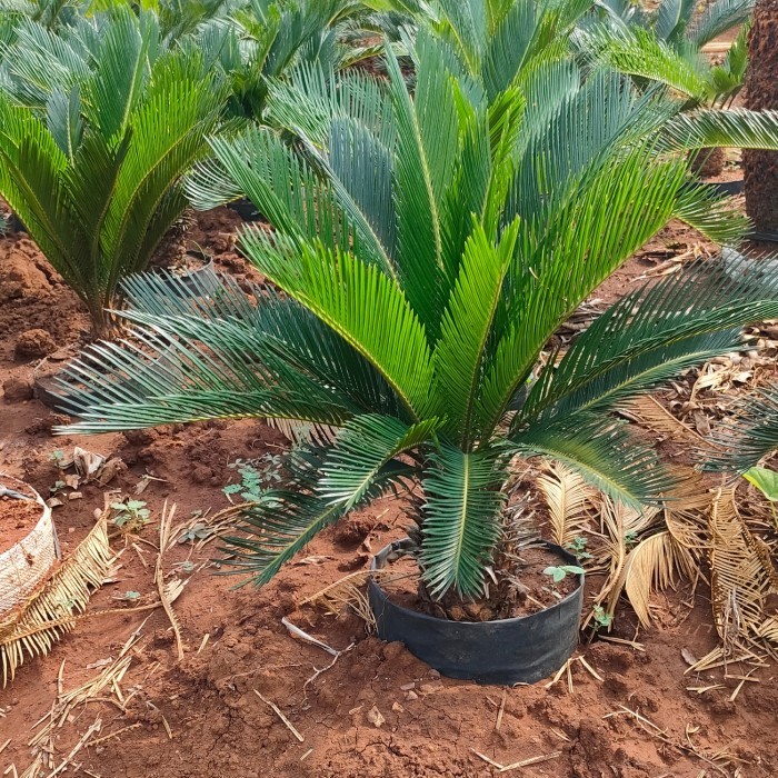 Tanaman hias sikas + pot putih