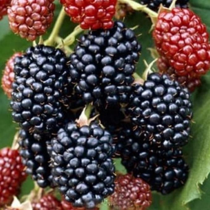 PREMIUM Murbei Jumbo - Murbey Jumbo - Bibit Tanaman Buah Murbei Jumbo ungg dan