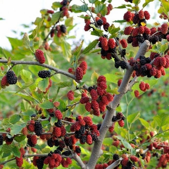 PREMIUM Bibit Tanaman Pohon Buah Mulberry/Murbei Segar Ber