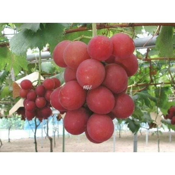 PREMIUM Bibit Tanaman Buah Anggur Merah Jumbo Tanpa Biji