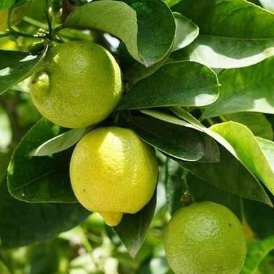 

Produk Baru!! tanaman buah pohon jeruk lemon sudah beserta pot dan media tanam