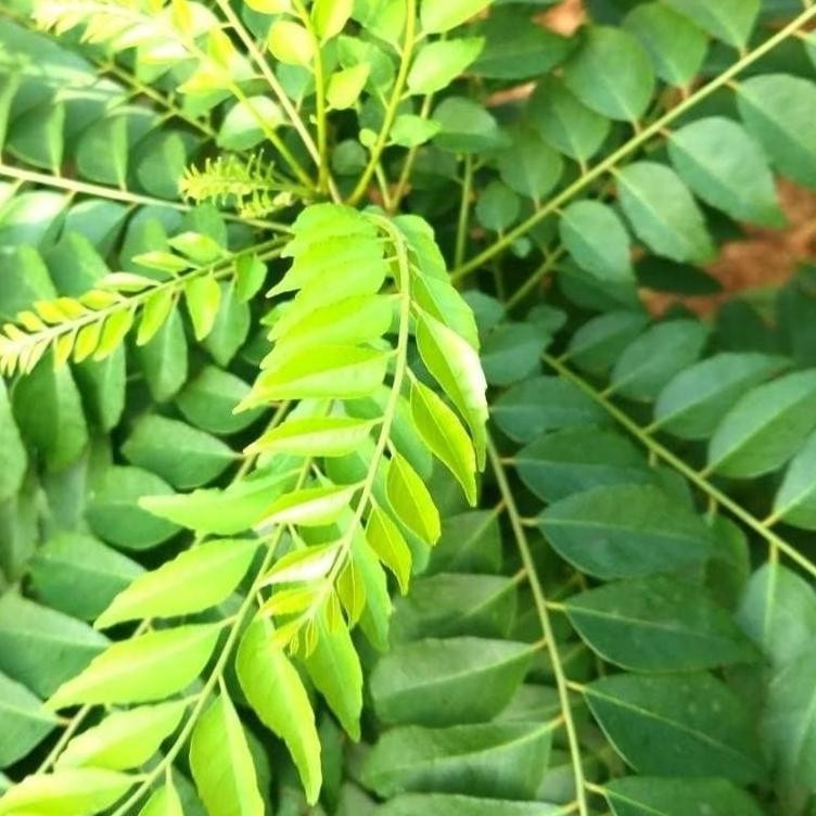

Sale Daun Kari Salam Koja Segar 15 Tangkai - Cuci Gudang