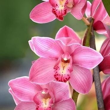 tanaman hias anggrek dendrobium bunga pink giant - bibit anggrek PREMIUM