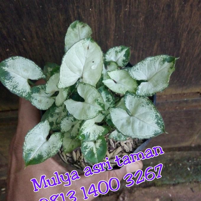 Bibit tanaman syngonium mini, pohon syngonium mini, syngonium mini PREMIUM