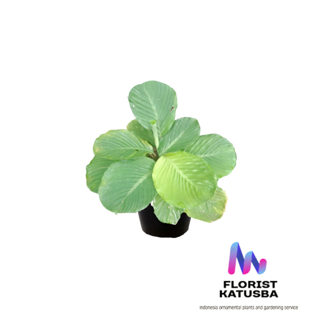tanaman pisang calathea lutea mini pisang calathea mini daun bulat