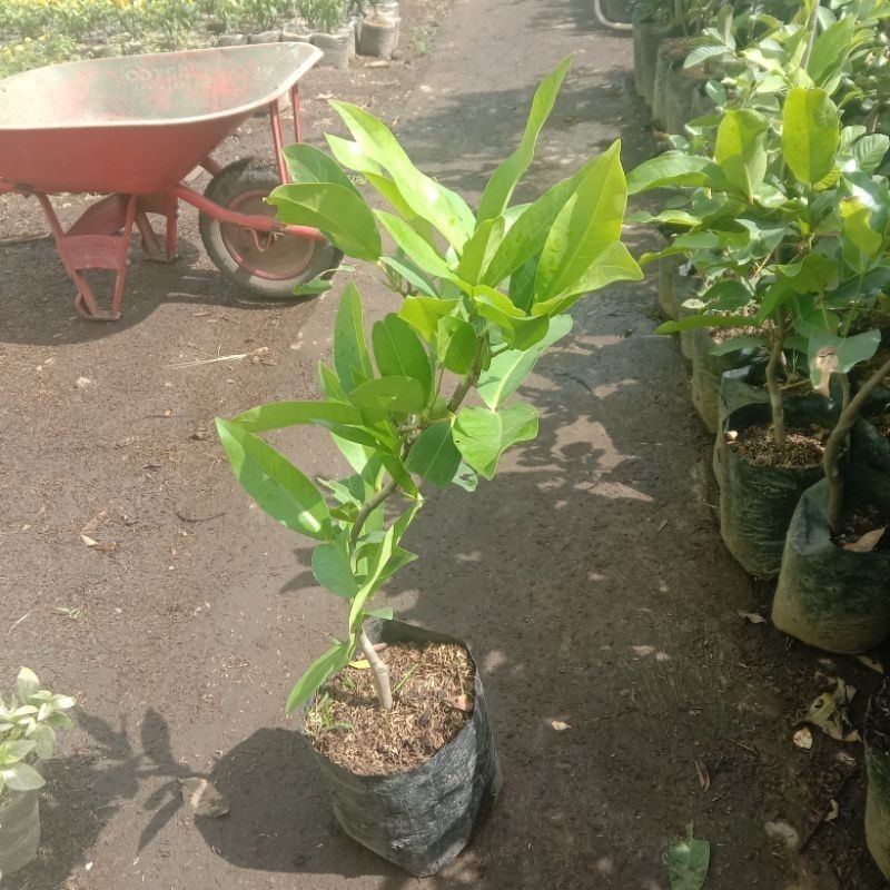 tanaman outdour bibit jambu air dalhari merah