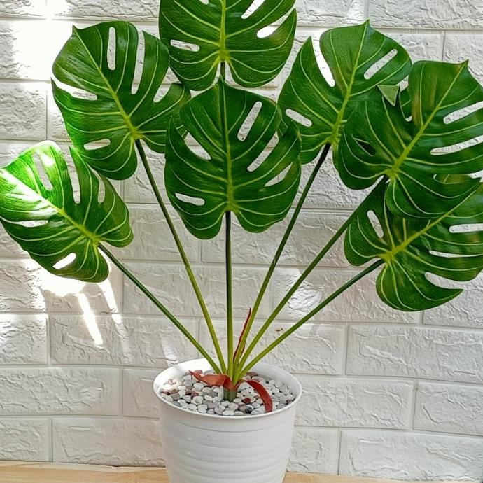 monstera latex Artificial pot tawon//tanaman hias janda bolong plastik