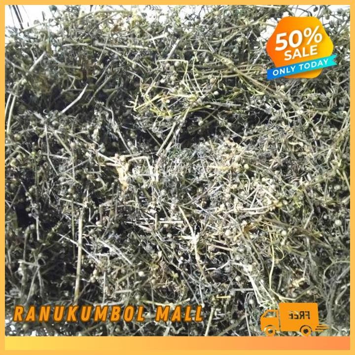 

ASLI 1KG RUMPUT MUTIARA KERING RANU KUMBOL MALL KUALITAS PRODUK TERBAIK!