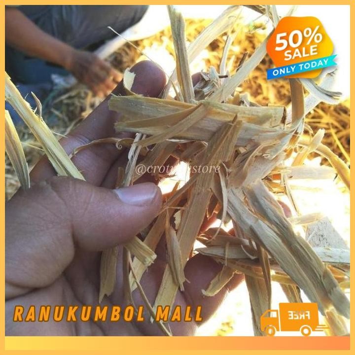 

1KG BIDARA LAUT KAYU ULAR WIDORO HERBAL DORO PUTIH RANU KUMBOL MALL TERJAMIN BEST!