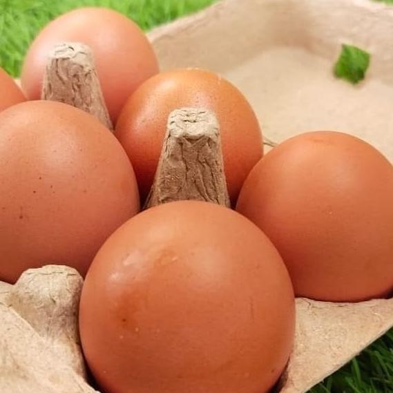 (Good) PAPER EGG 6 LUBANG / BOX TELUR KARTON 50 PCS