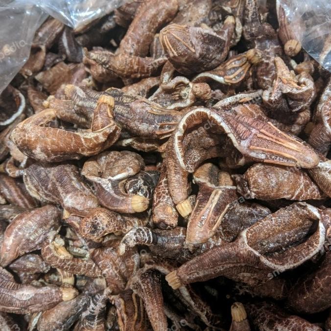 

(Good) kerupuk teripang khas surabaya murah kemasan 100g