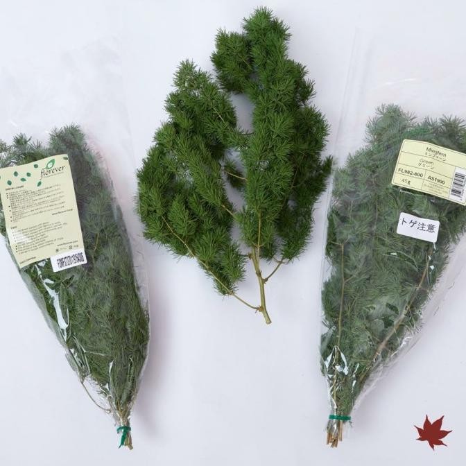 

Preserved Mingfern | Daun Alami Diawetkan |Tekstur = Daun Fresh Terlaris