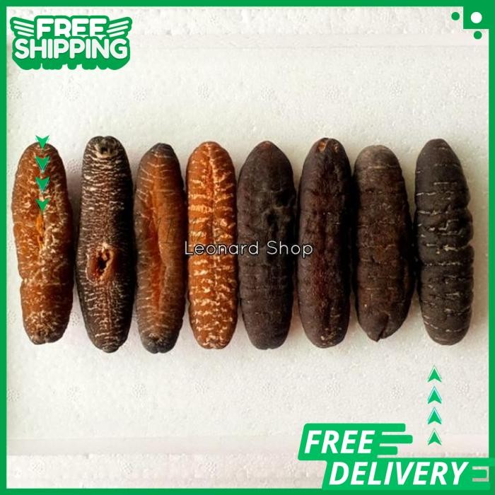 

TERLARIS !!! HAISOM BESAR SUPER 100GRAM BANGKA BELITUNG KERING TERIPANG GOSOK GAMAT KUALITAS PRODUK TERBAIK