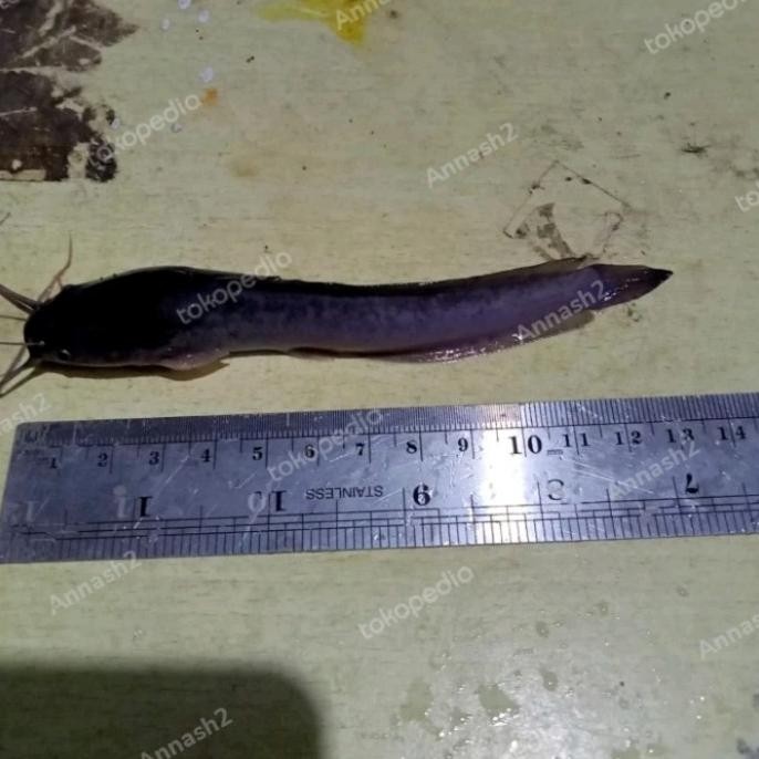 Bibit Ikan Lele ukuran 12-13 cm