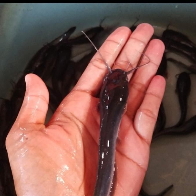 bibit ikan lele sangkuriang uk 10-11 cm