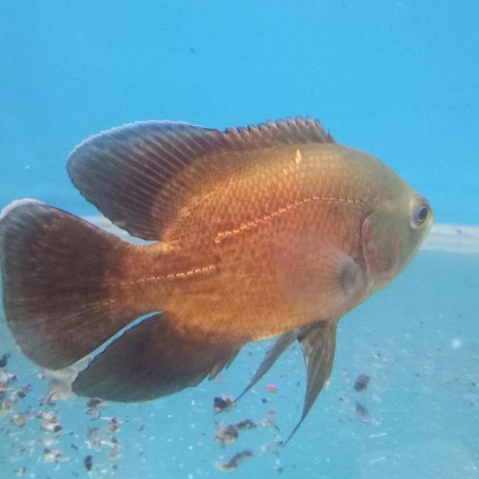 Oscar Tembaga Size 3Jari Co