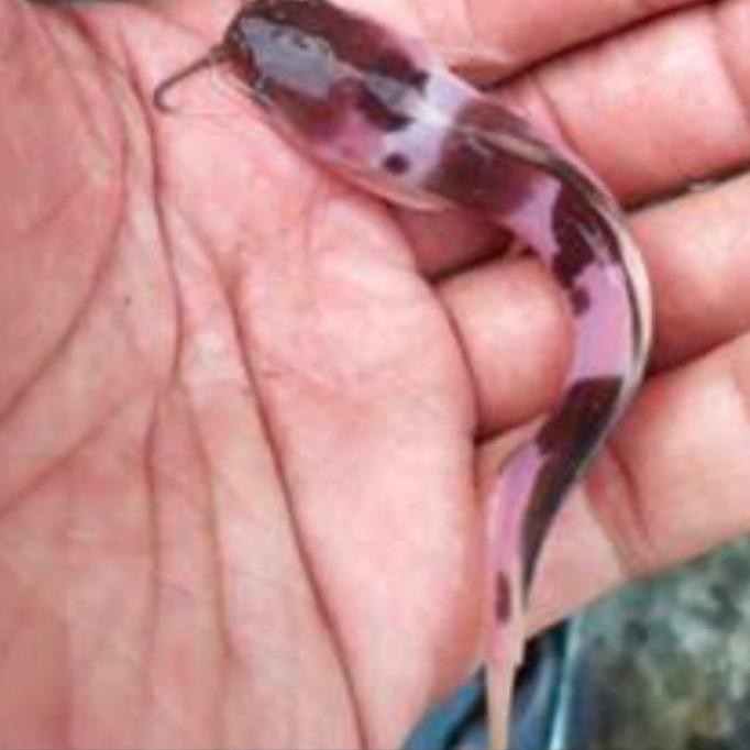 bibit lele belang albino/ lele sapi