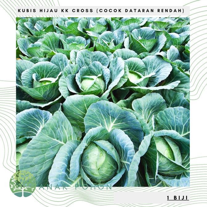 Benih Bibit Biji - Kol Hijau Kubis KK Cross Cocok Dataran Rendah Seeds murah