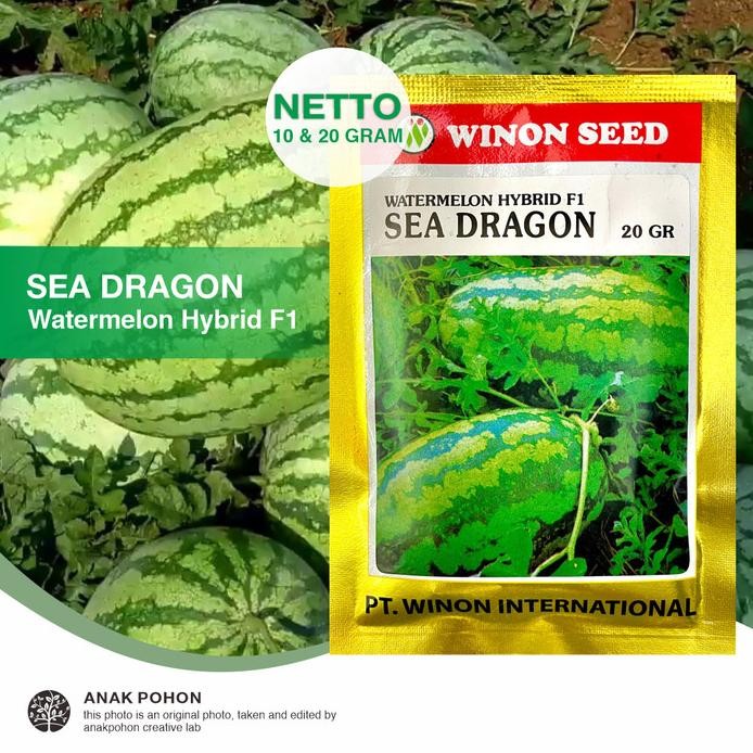 

(1 PACK) Semangka Merah Lonjong SEA DRAGON F1 - Chung Shin Seed Winon murah