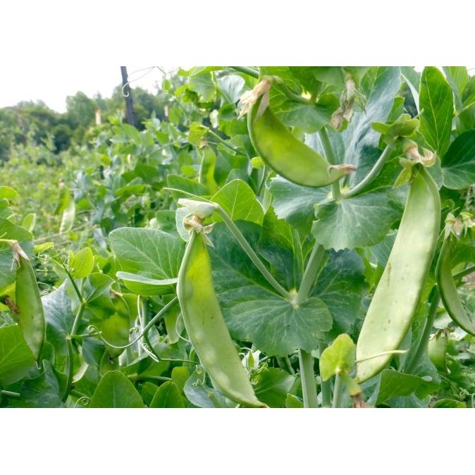 

Benih / Bibit / Biji - Kacang Kapri (Taichung) / Polong Pipih / Pea murah