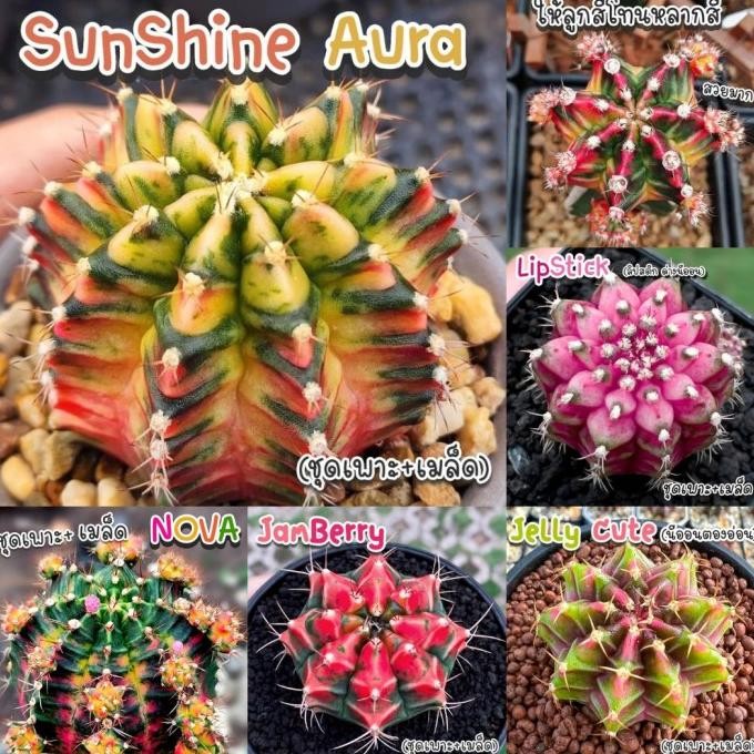 Benih Bibit Biji - Cactus Gymnocalycium Hybrid Thailand Kaktus Langka Sultan Rare Seeds - Tersedia 4