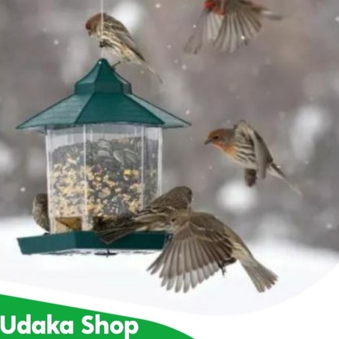 tempat makan burung liar murah