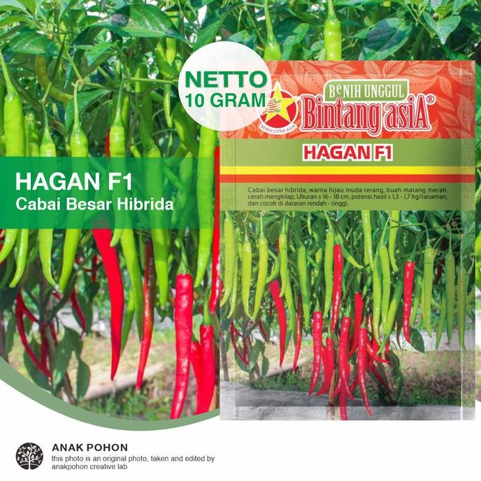 (1 PACK) Benih Cabai Besar HAGAN F1 Cabe Teropong Pedas Merah Cerah Mengkilap Seeds - Bintang Asia -