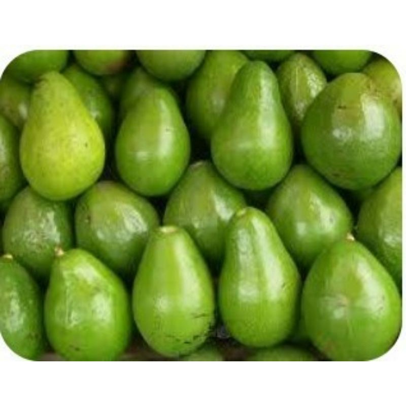 

alpukat mentega 1kg