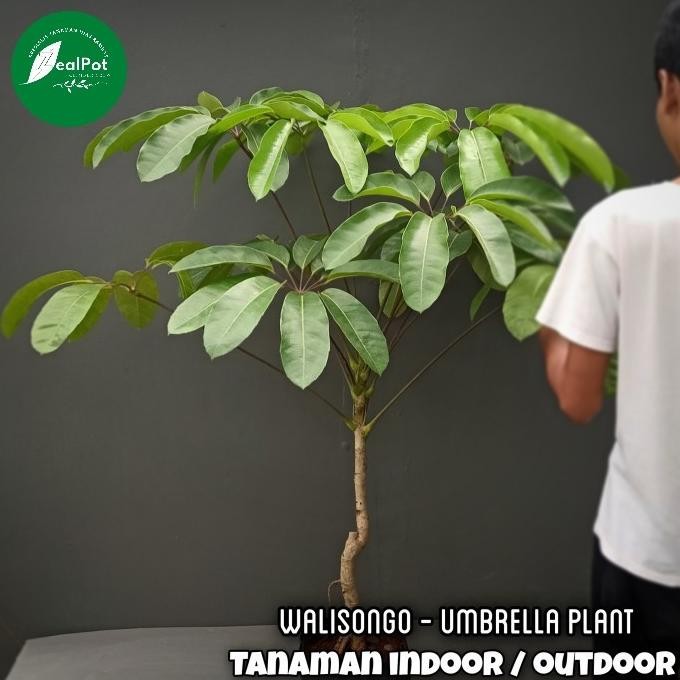 tanaman hias indoor Walisongo ukuran besar