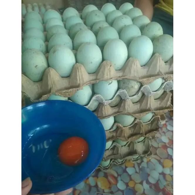 

Ht-12 Telur Asin Bebek