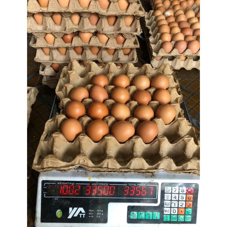 

Ghs-55 Telur Ayam Negeri 1Kg (+-16Butir)