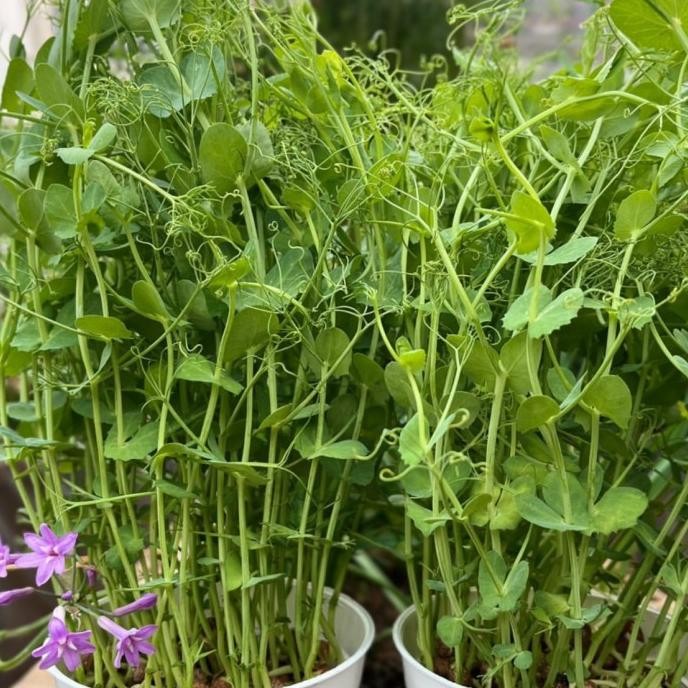 

Pea shooot | salad microgreen | tendril murah