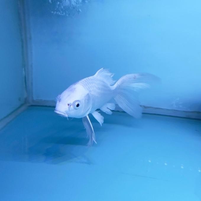 Murah IKAN HIAS IKAN KOI PLATINUM SLAYER BUTTERFLY BLITAR Non COD