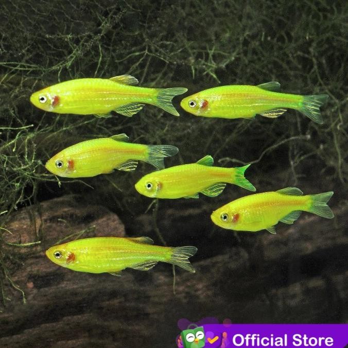 Murah Green Danio Tetra Zebra / Ikan Hias Aquascape Non COD