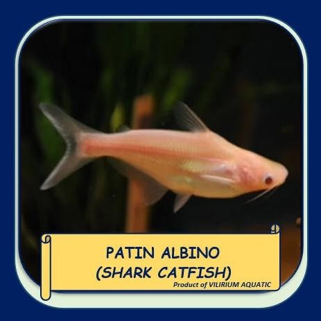Murah IKAN HIAS AIR TAWAR - PATIN ALBINO aka PANGASIUS Non COD