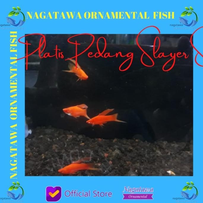 Murah Ikan Hias Aquascape Platis Pedang Merah Size L Non COD