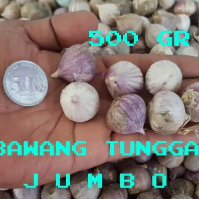 

BAWANG PUTIH TUNGGAL/BAWANG LANANG SUPER UKURAN BESAR 500GR [terbaik]