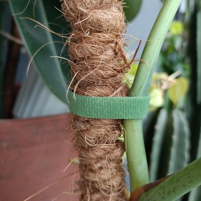 Velcro Ikat Tanaman murah