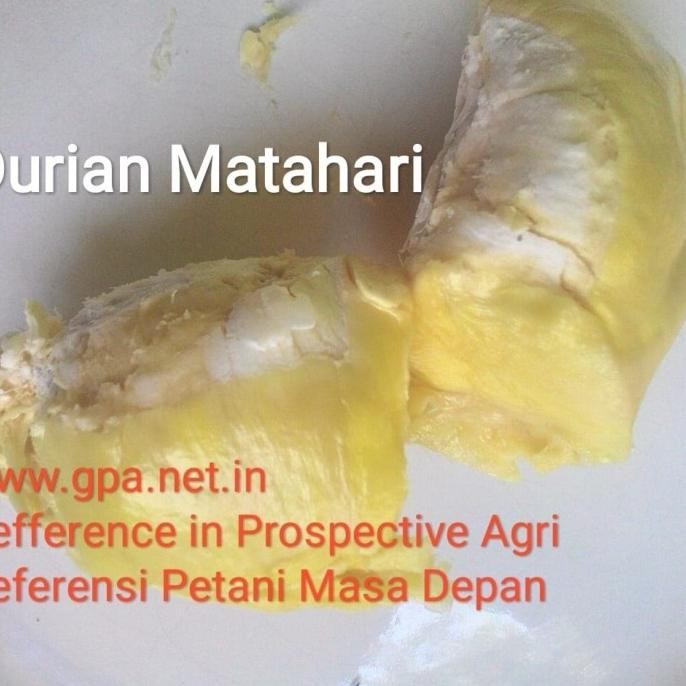[Good] Entres Durian Matahari (5 Entres)
