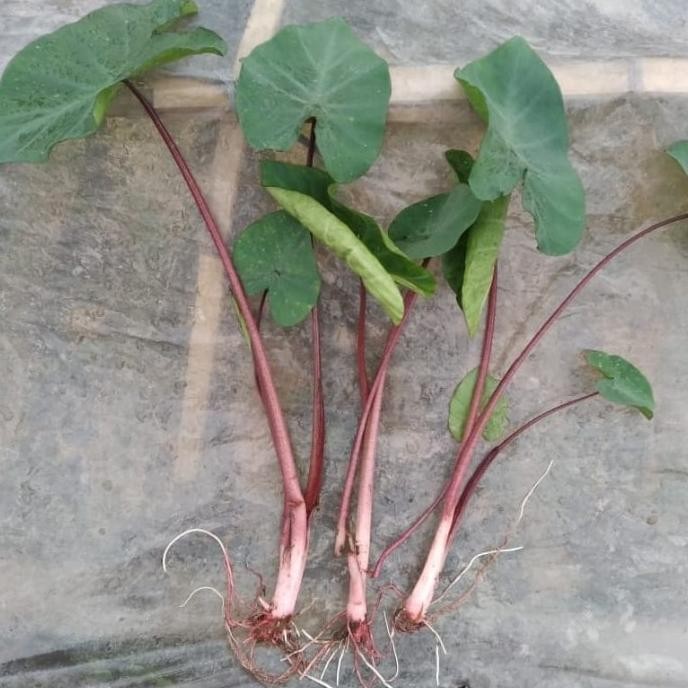 [Good] bibit talas jepang merah