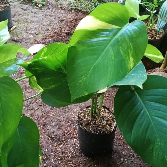 [Good] Tanaman Sirih Gading Daun Besar - Sirih Gading Jumbo