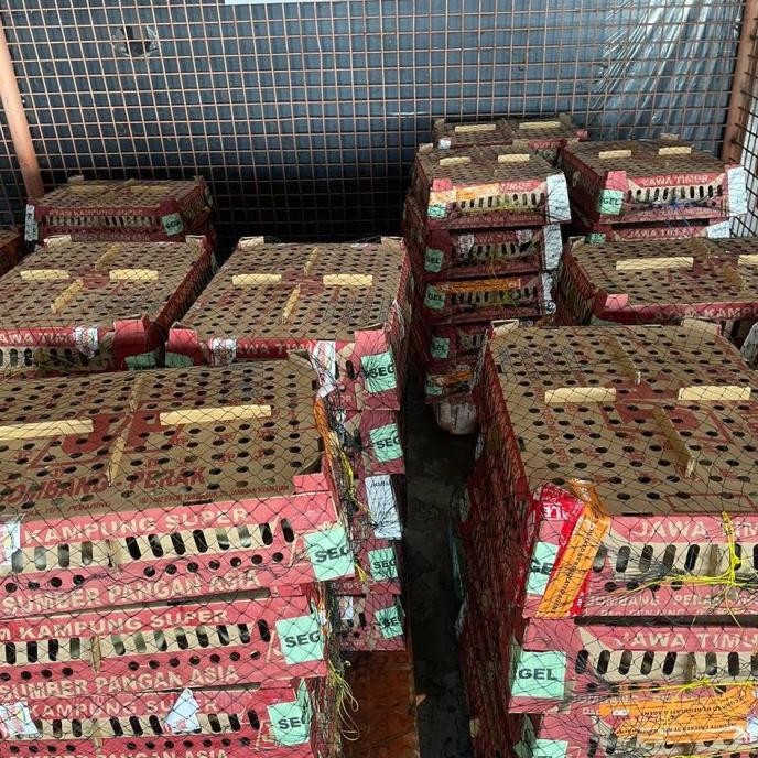 Bisa Gosend Doc Anakan Ayam Kampung Joper Double Vaksin 1 Box 100 Ekor