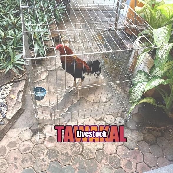 Bisa Grab Kurungan Besi/Kandang Ayam Bangkok/Tenggaran Umbaran Ayam Jagobangkok