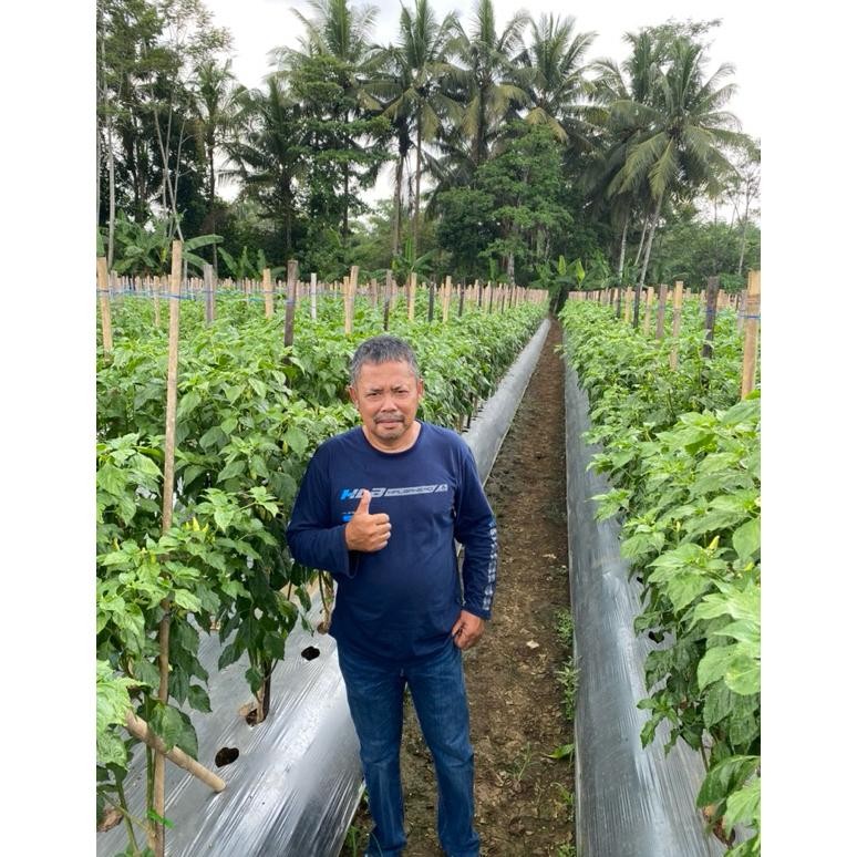 Tgc-1924 Buku Panduan Menanam Cabai Metode Mas Udin | Buku Mas Udin Original 100%